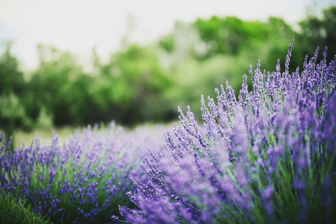 Hidcote Lavender is a compact, English lavender variety known for its deep purple flowers and fragrant foliage, thriving in full sun and well-draining soil, 