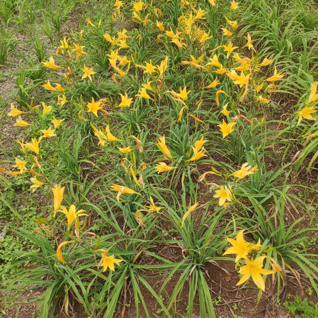 Hemerocallis 