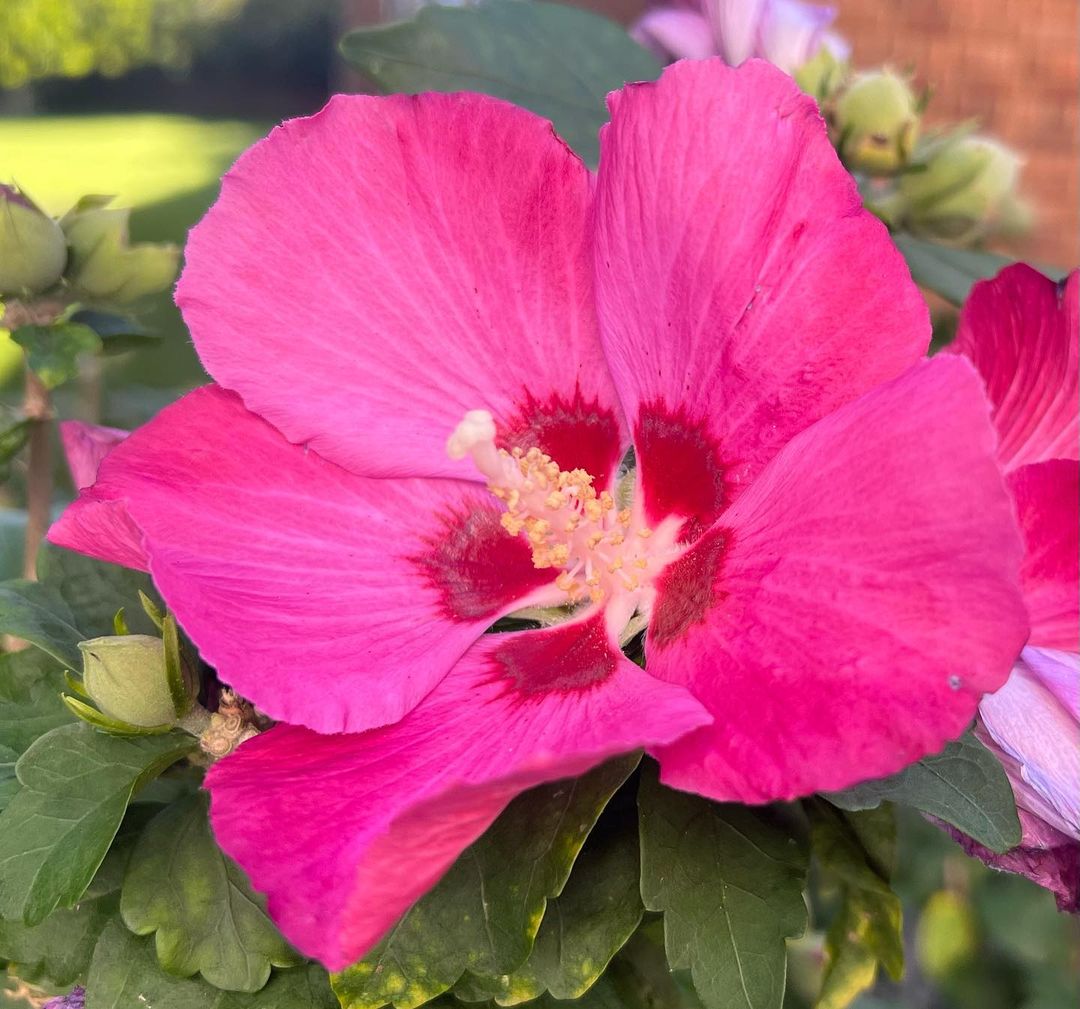 Hibiscus syriacus