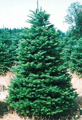 Noble Fir