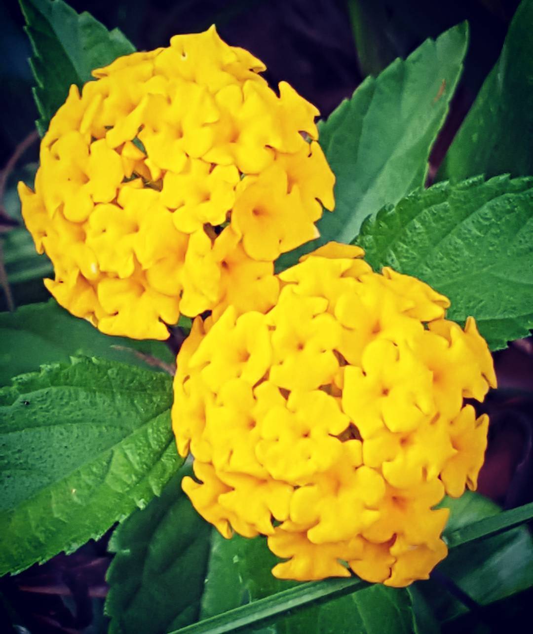 Lantana 
