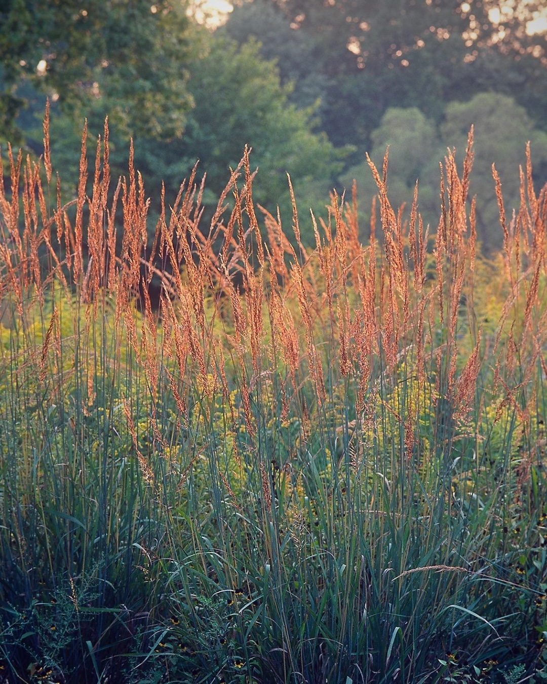 Indiangrass (Sorghastrum nutans)