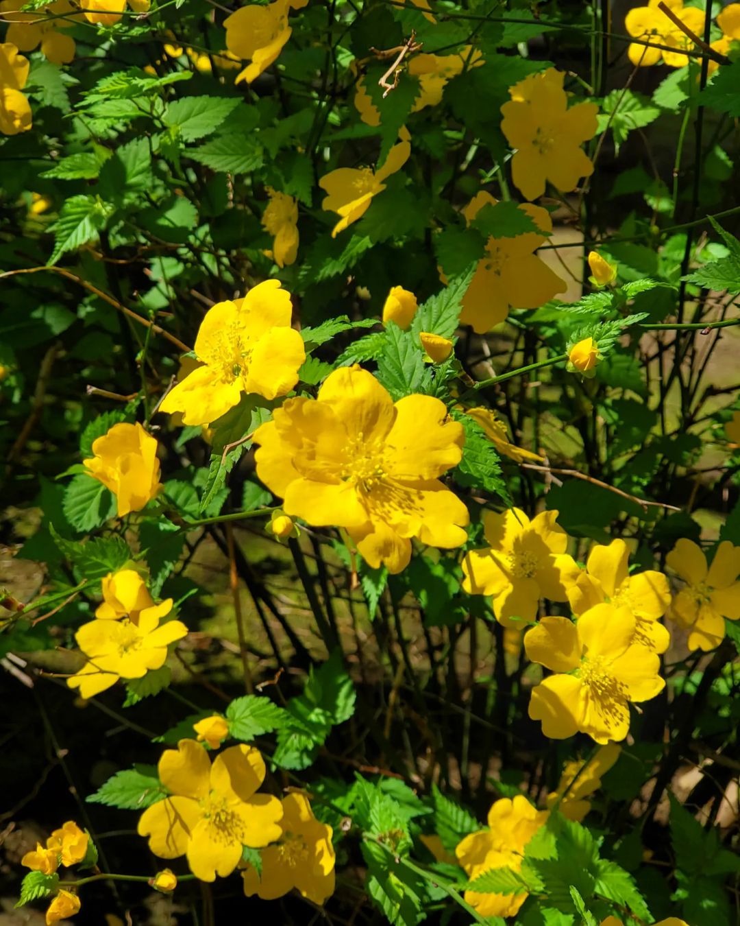 Japanese Kerria (Kerria japonica) is a deciduous shrub that produces bright yellow, rose-like flowers in early spring and has arching stems with vibrant green leaves, making it an eye-catching addition to gardens.