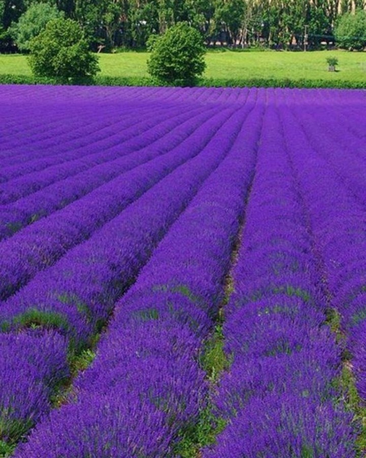 Expansive lavender fields stretch across the countryside, showcasing vibrant purple blooms under a clear blue sky.
