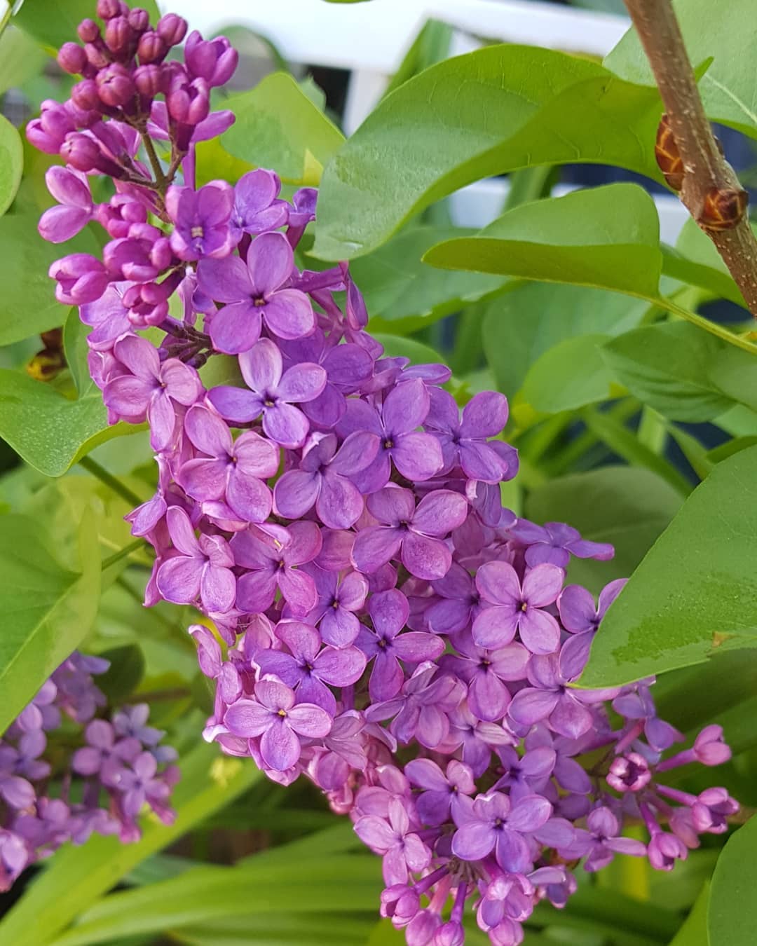 Close-up of a lilac flower with vibrant purple petals surrounded by lush green leaves.