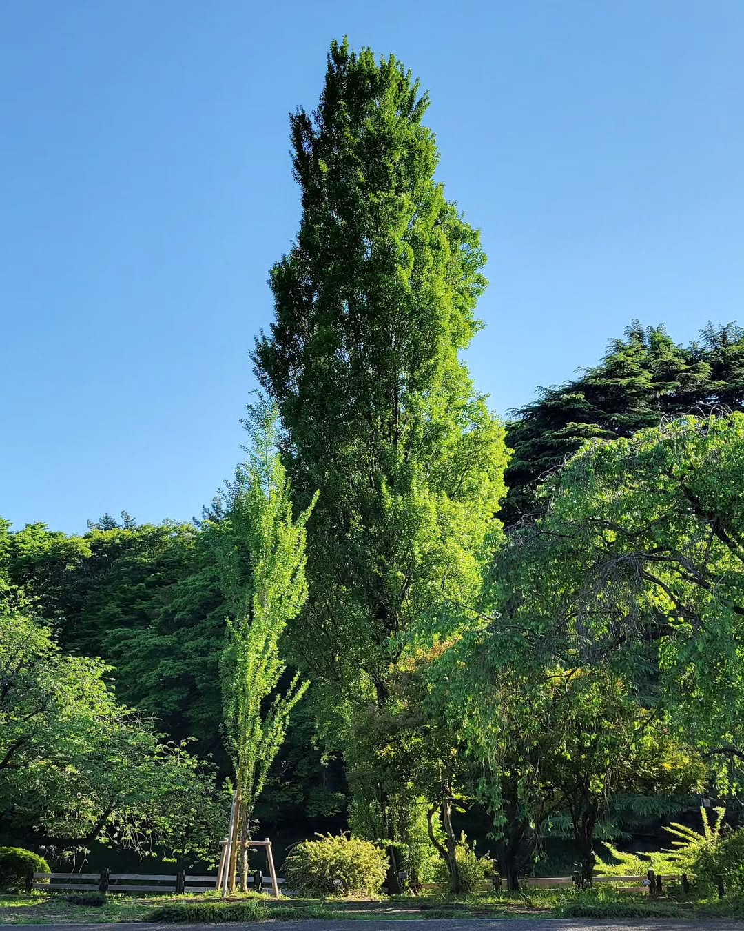 Lombardy Poplar (Populus nigra 