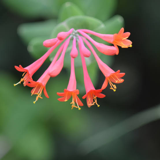 Coral Honeysuckle: Your Guide to Growing Lonicera Sempervirens for Vibrant Gardens