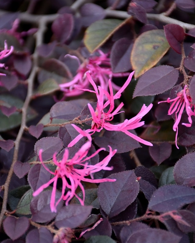 Loropetalum Year-Round Color