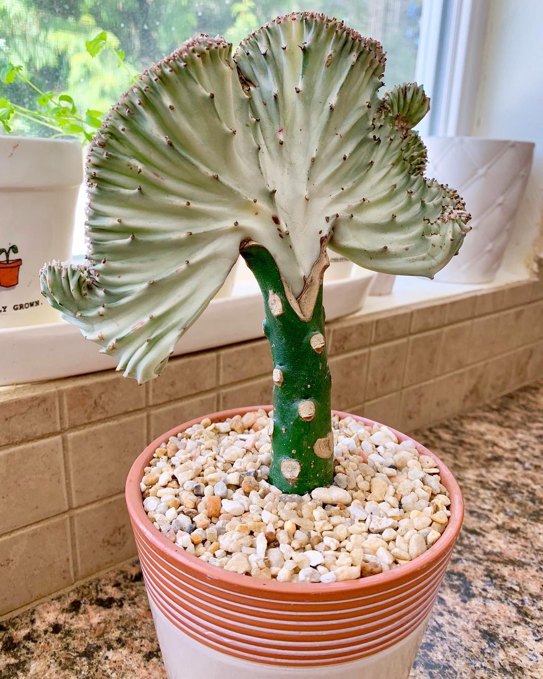 Coral Cactus euphorbia-flanaganii-crest