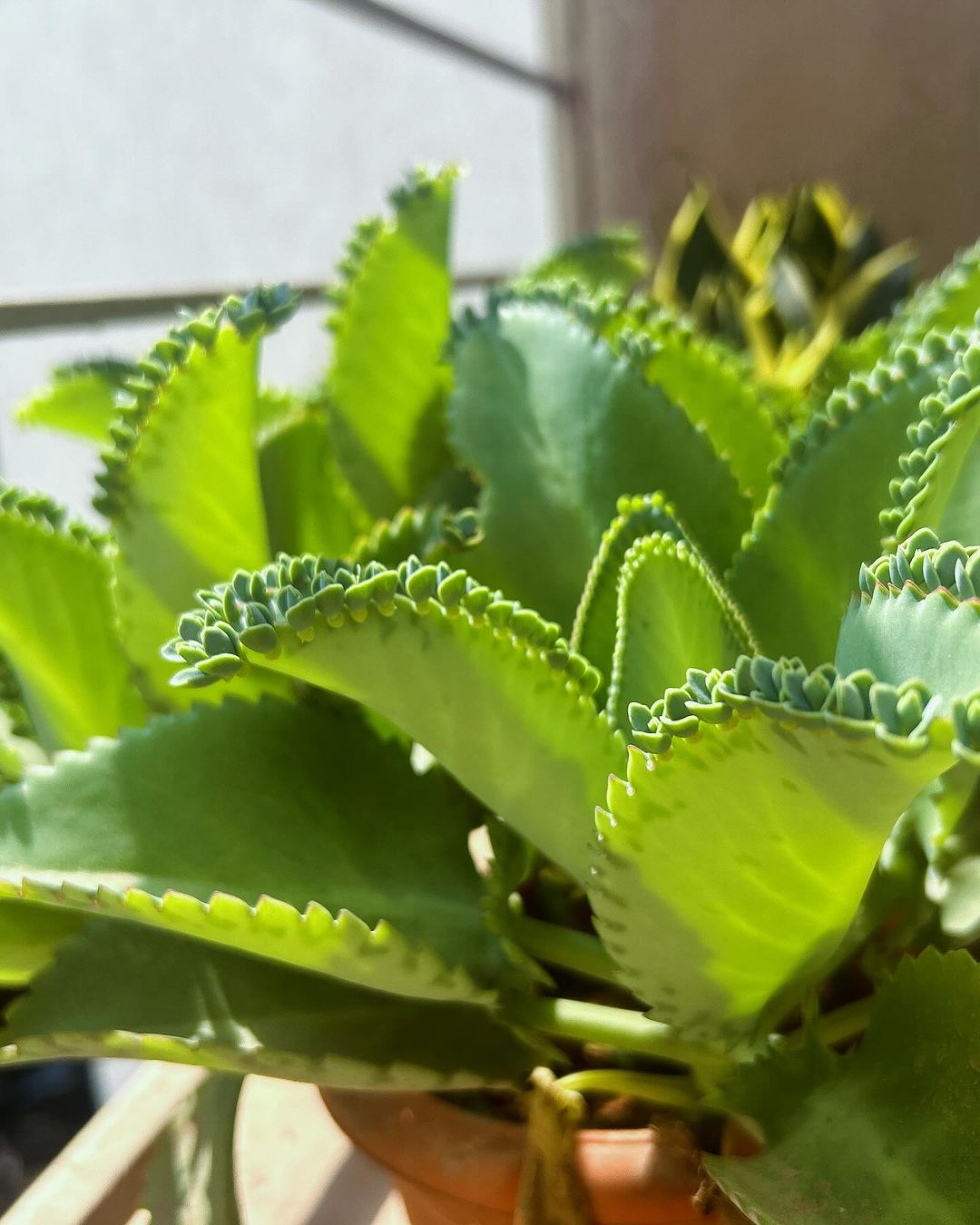 A striking close-up of the Kalanchoe daigremontiana, also known as the Mother of Thousands, displaying its unique serrated leaves lined with tiny plantlets along the edges. The plant