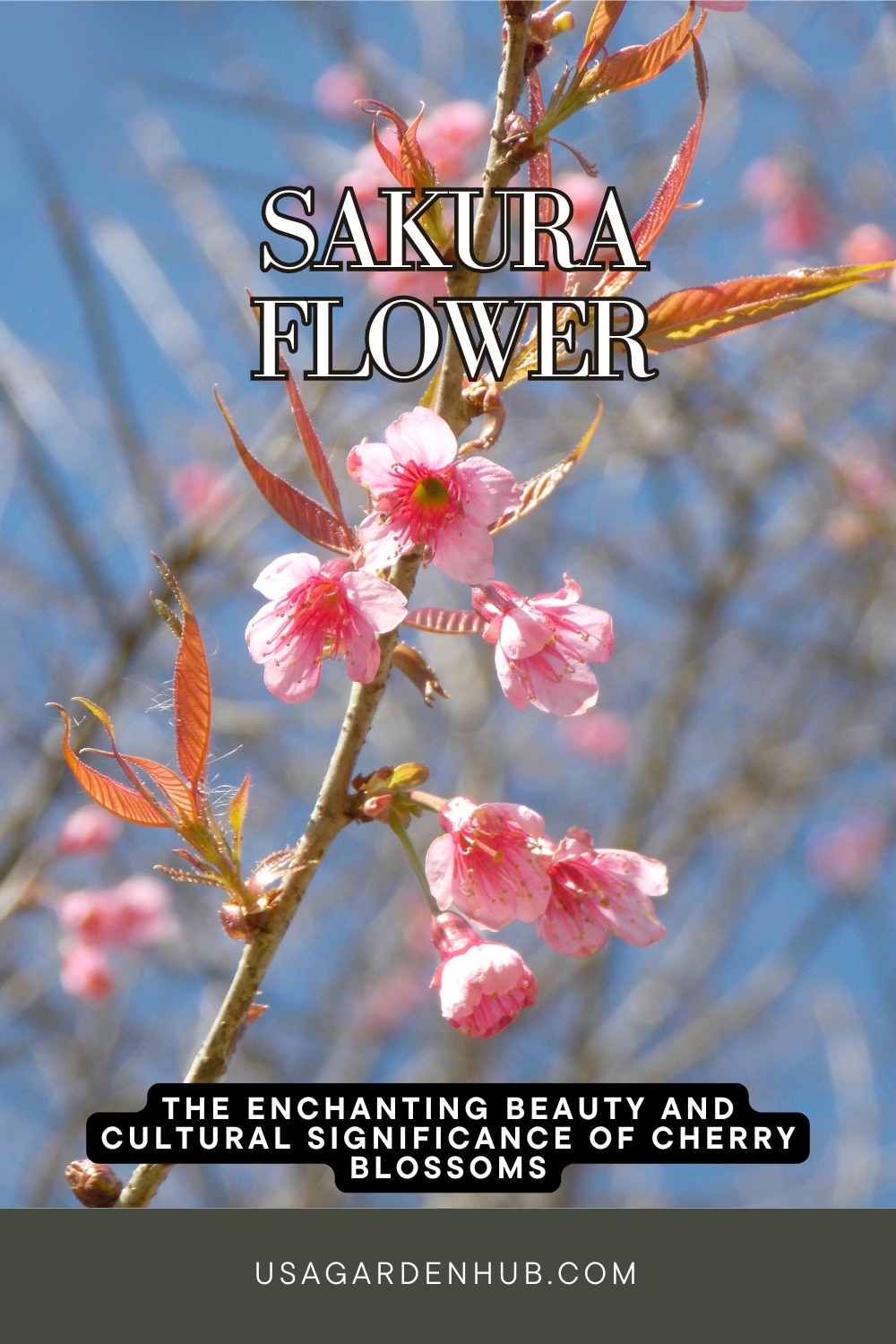 Sakura Flowers - Cherry Blossoms: Growing Guide