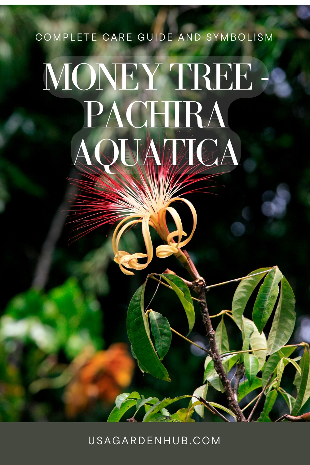 Money Tree (Pachira Aquatica) : Complete Care Guide and Symbolism
