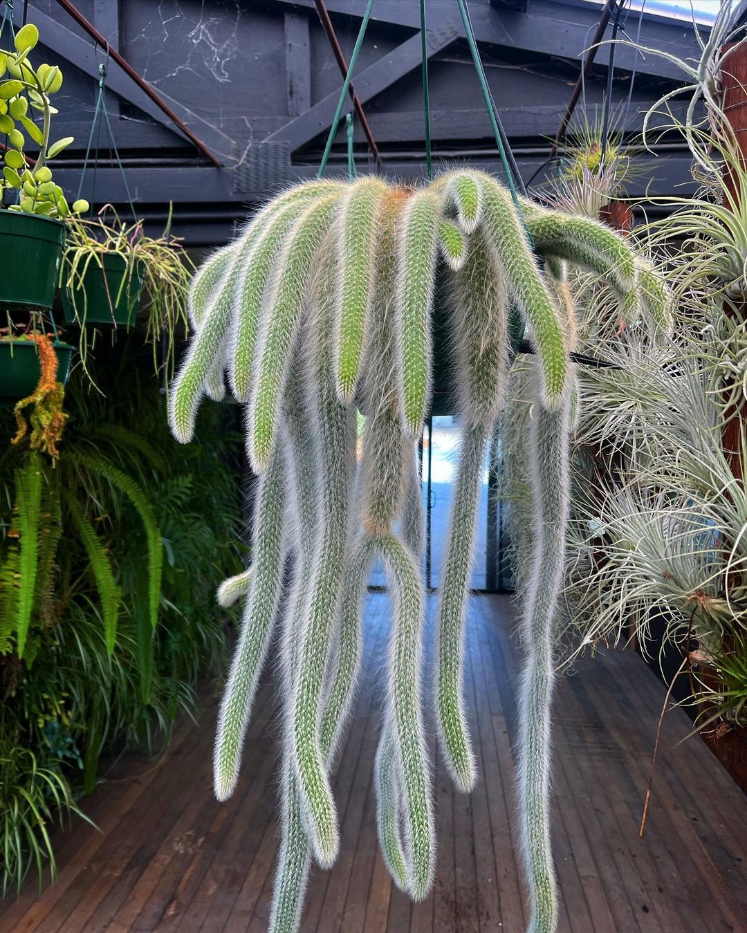 Monkey Tail Cactus