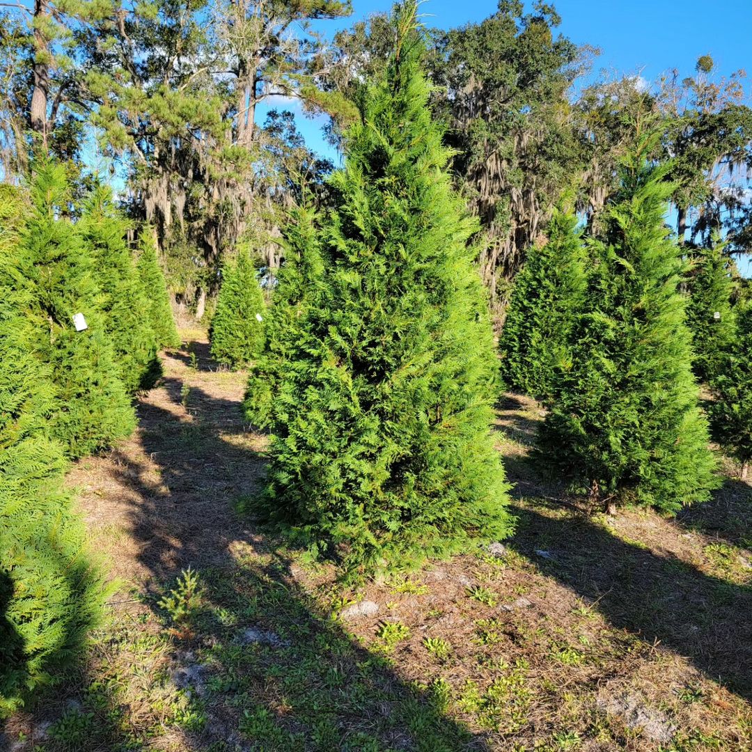 Murray Cypress (Cupressocyparis x leylandi 
