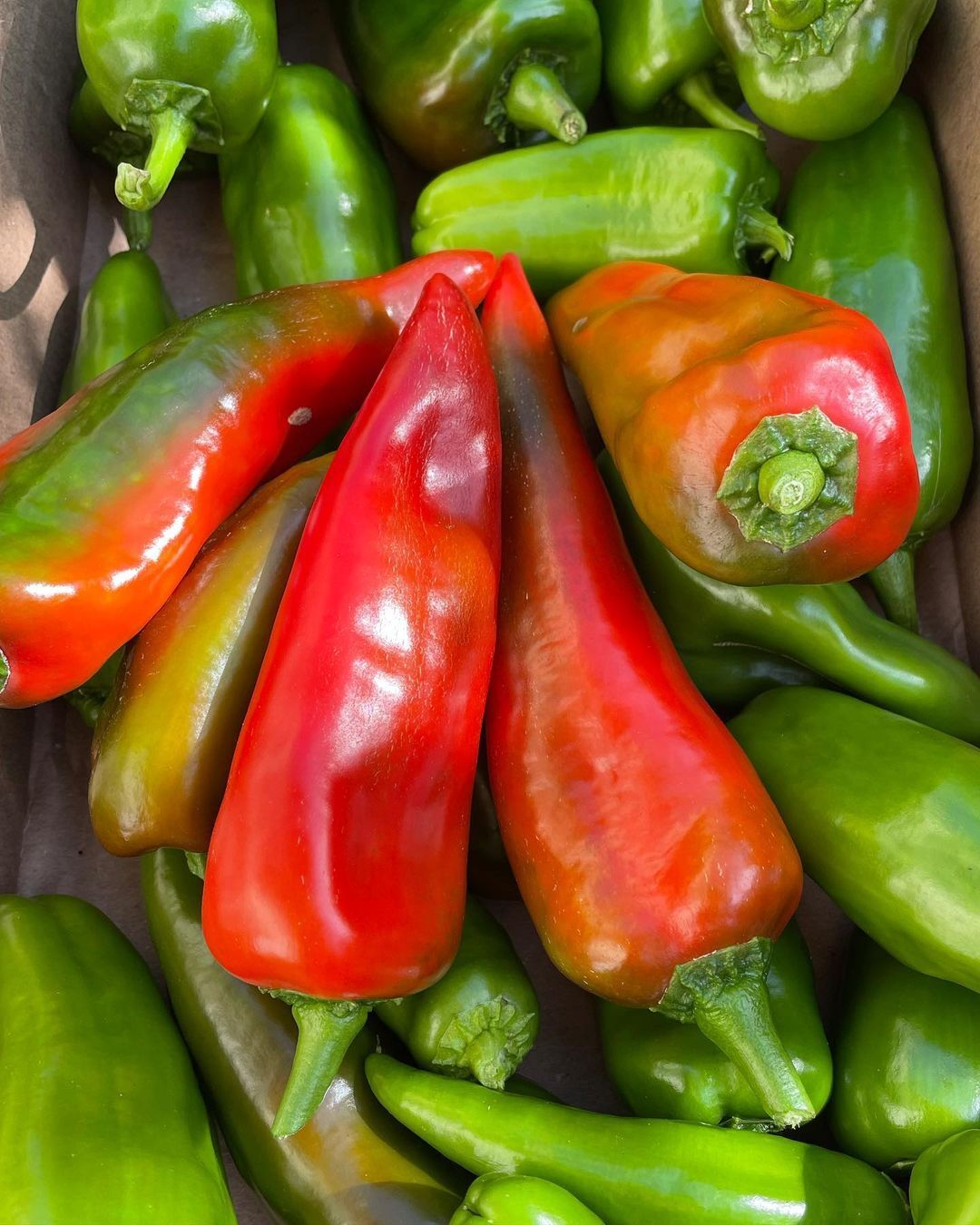 Marconi peppers are sweet, elongated Italian peppers known for their rich flavor and thin skin, thriving in full sun and well-draining soil, perfect for grilling or fresh eating.