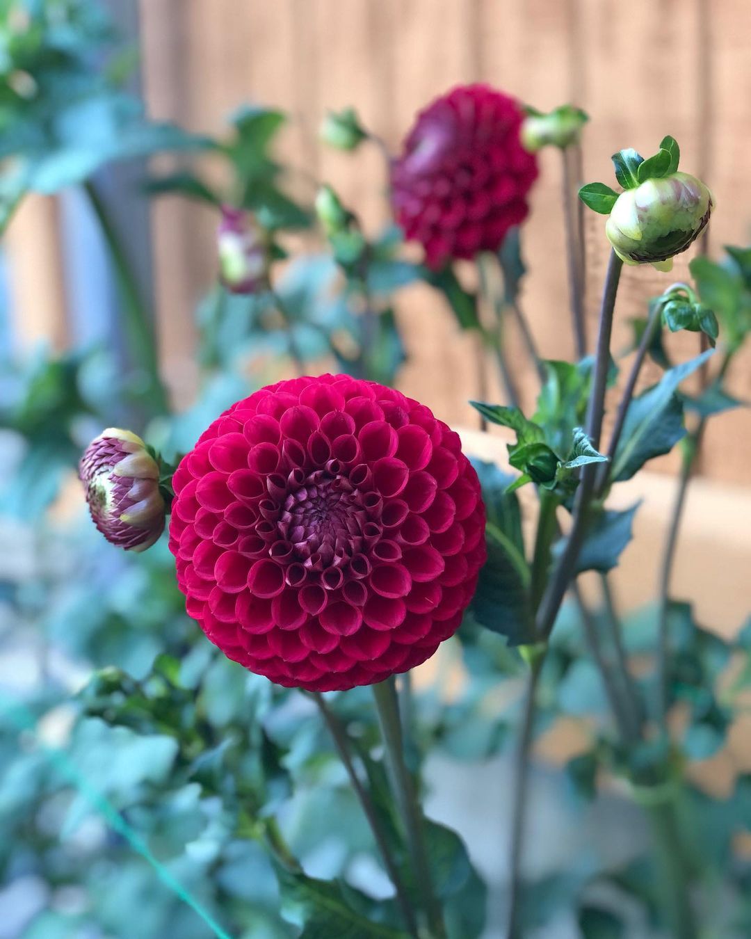 Red Button Dahlias are compact, vibrant flowers with small, deep red, button-like blooms, often used in containers or garden borders for their bold color and long-lasting display.