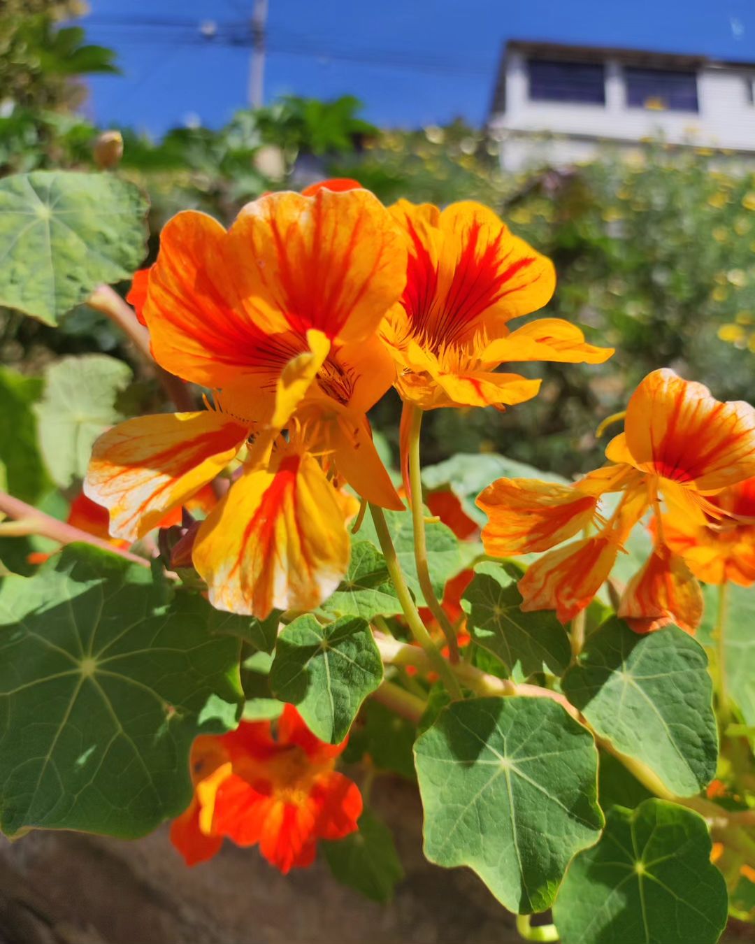 Nasturtium 