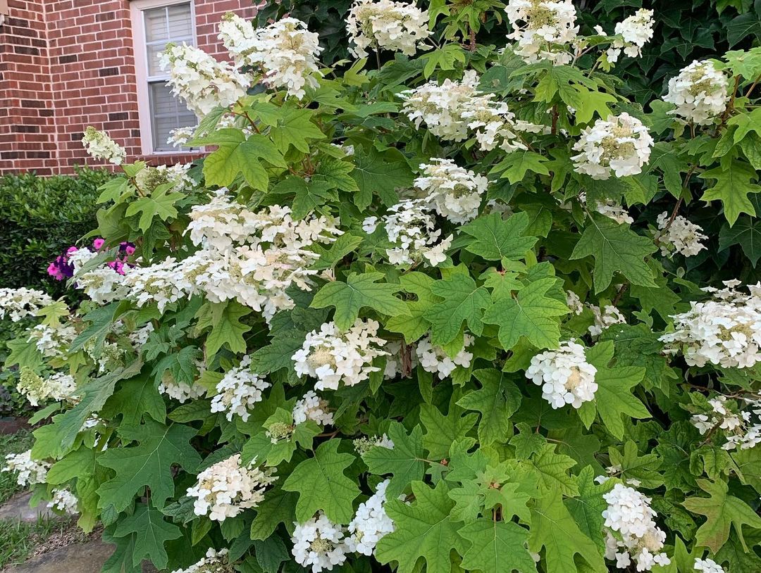Oakleaf Hydrangea (Hydrangea quercifolia) is a deciduous shrub with large, oak-like leaves that turn vibrant shades of red and purple in fall, producing cone-shaped clusters of white to pink flowers.