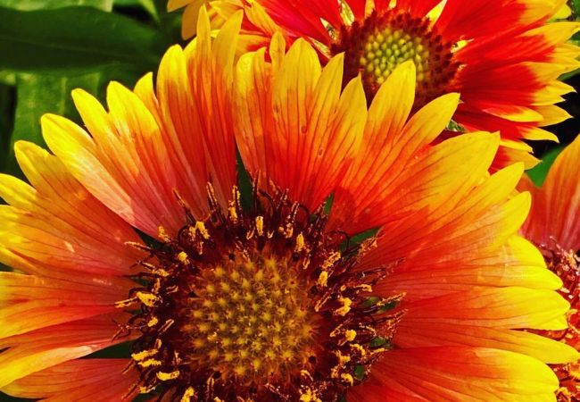 Oklahoma Flower Seeds to Plant in Fall: A Gardener’s Guide