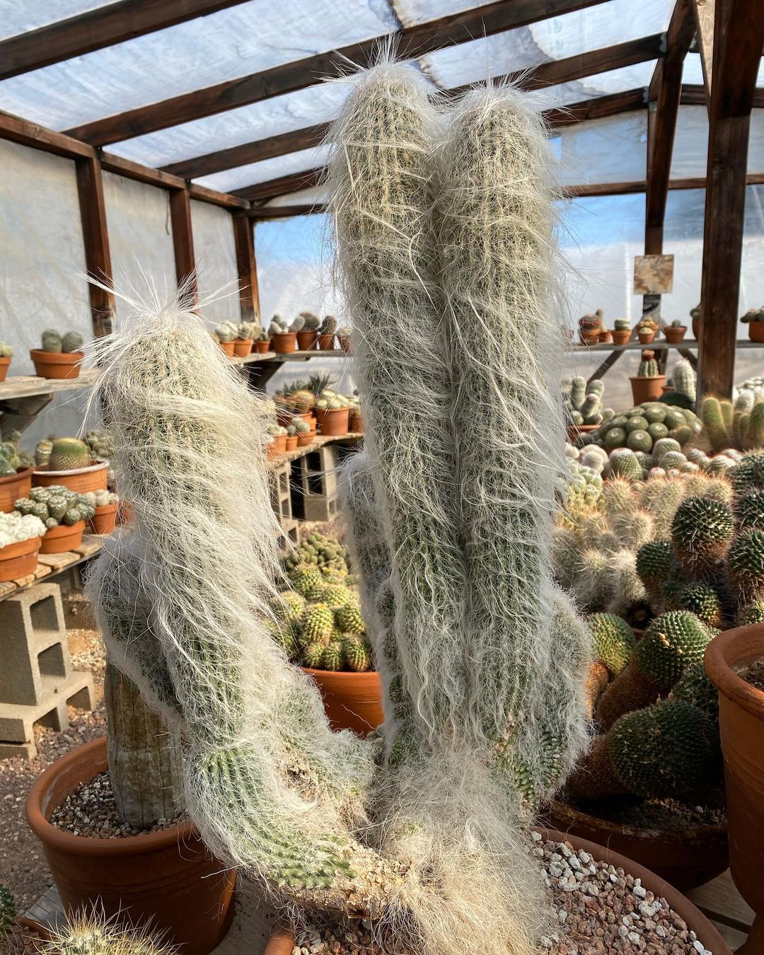 Old Man Cactus (Cephalocereus senilis) is a columnar cactus known for its white, hair-like spines that resemble an old man’s beard, providing protection from the sun and giving it a distinctive appearance.Succulents