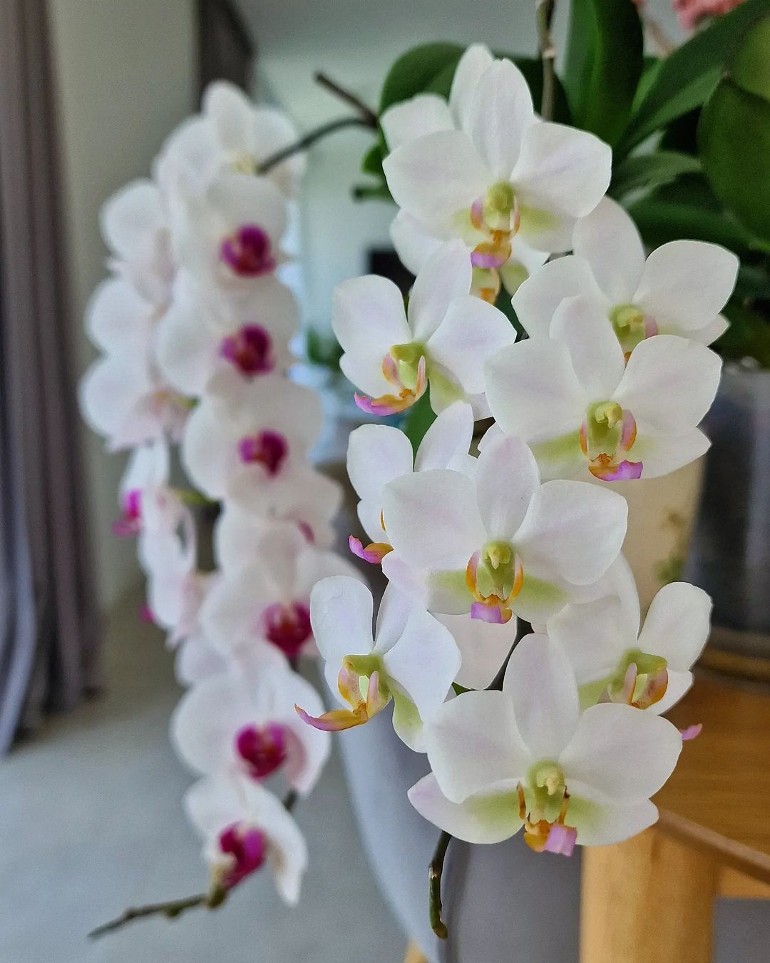 Orchids are diverse, exotic flowers known for their intricate shapes and vibrant colors, thriving in various conditions, typically preferring indirect light and well-draining potting mix, Asian flowers