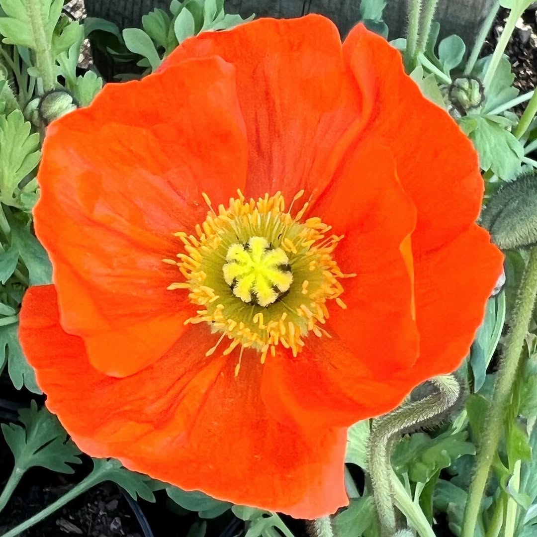Oriental Poppy (Papaver orientale)