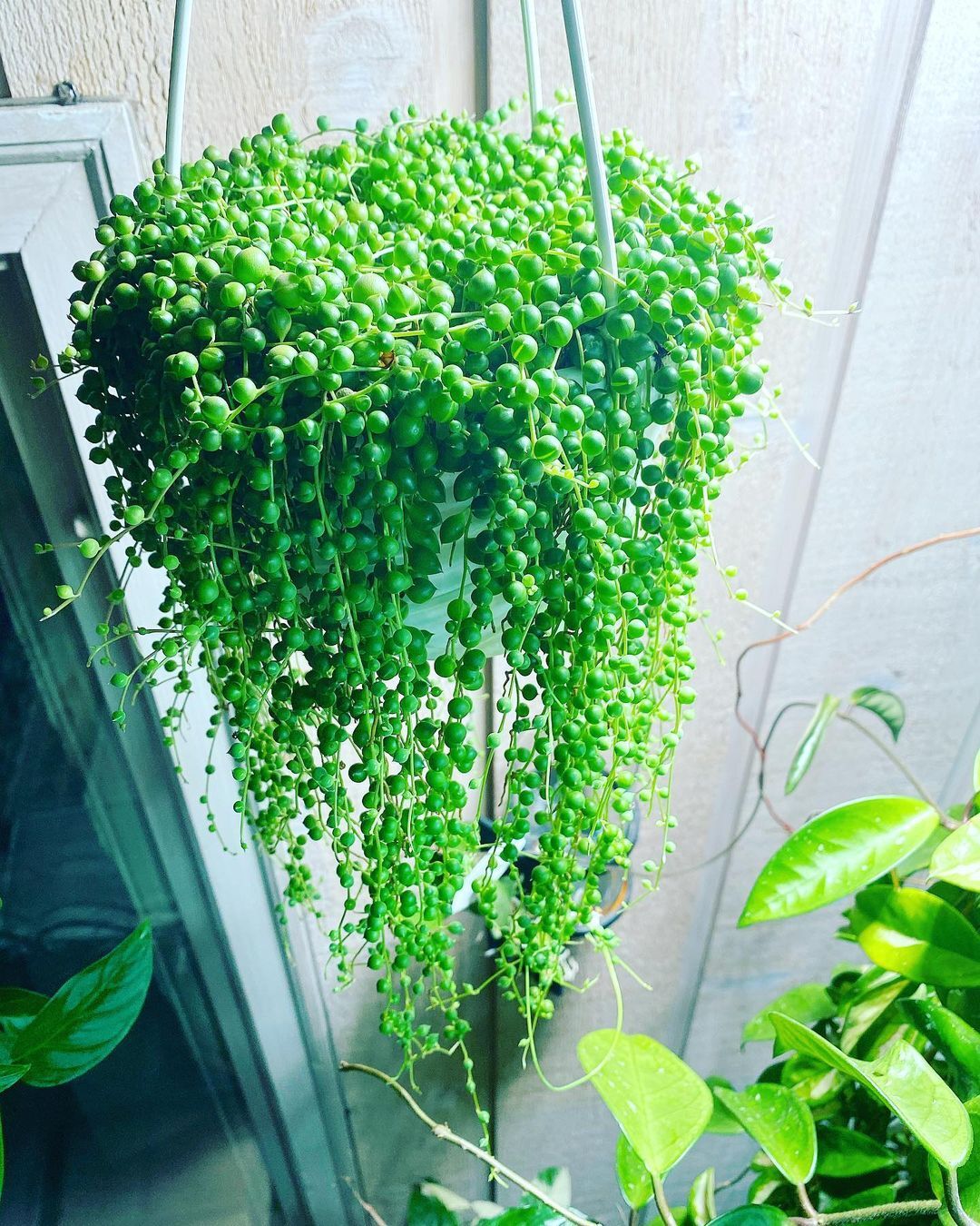 String of Pearls plants thrive in bright, indirect light but can tolerate some direct sunlight for short periods. String of Pearls Plant Care