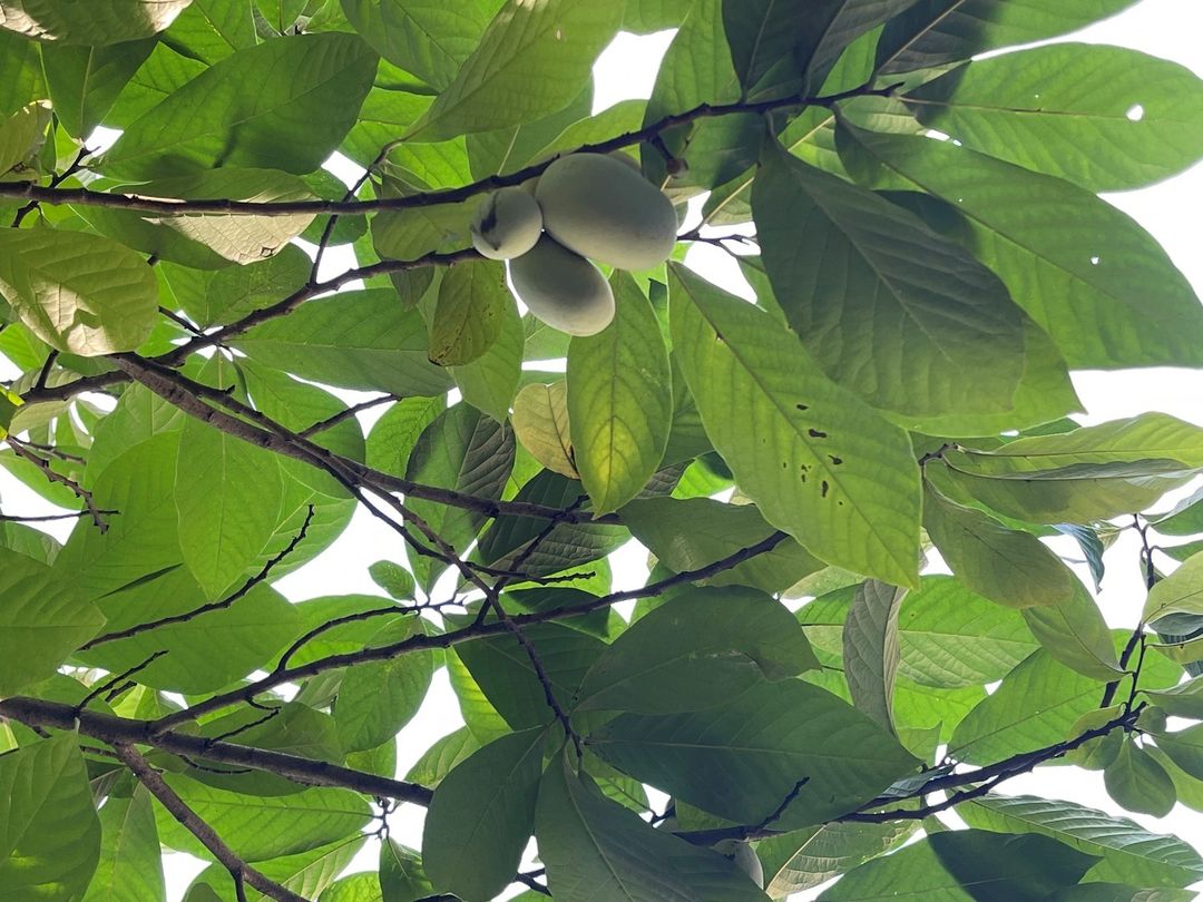 A pair of hands gently holding fresh pawpaw seeds, ready for planting. In the background, a young pawpaw sapling grows in rich soil, with a lush garden and soft sunlight illuminating the scene. The image captures the process of nurturing growth from seed to tree. The text overlay reads 