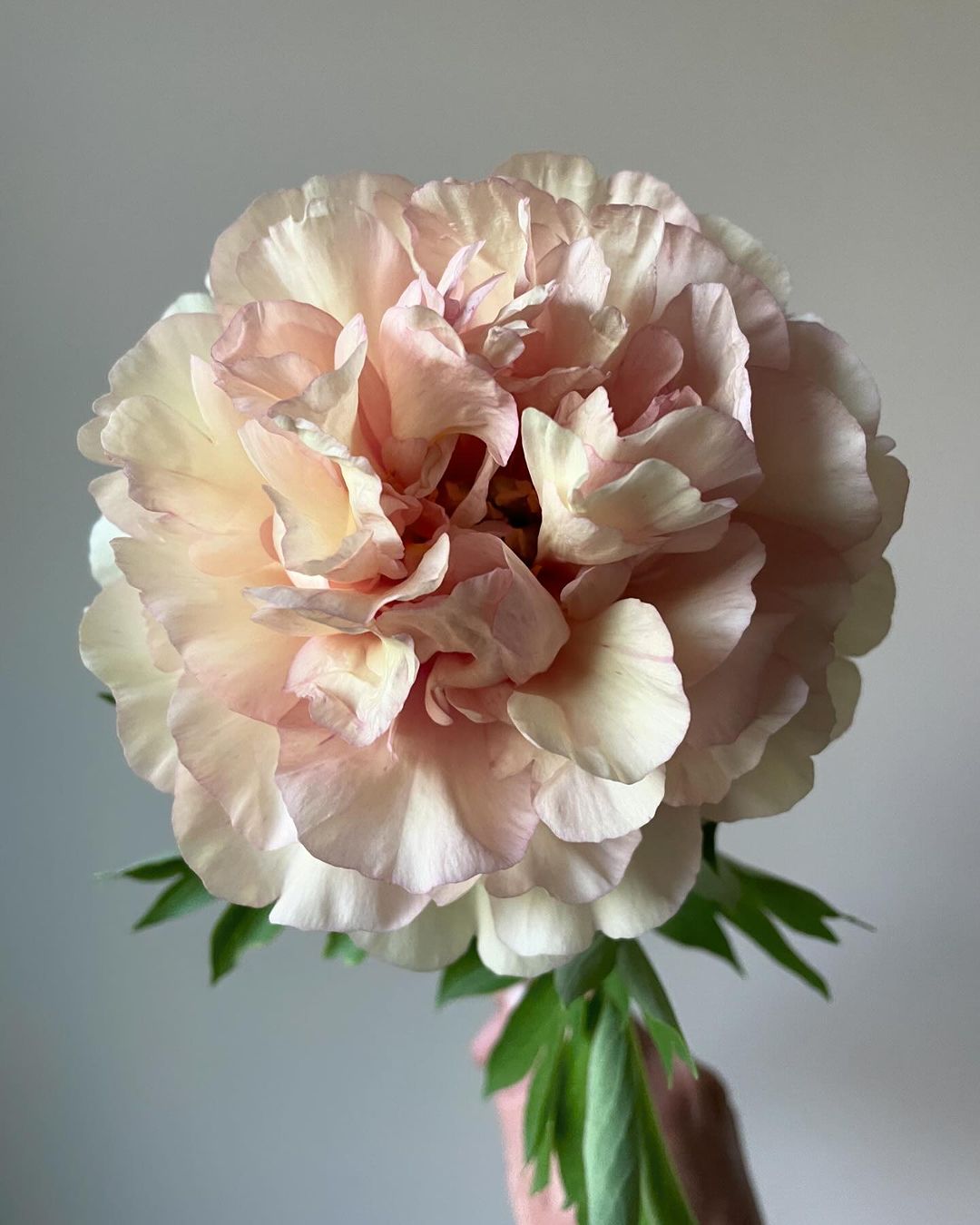 Peonies are beloved perennial flowers known for their large, fragrant blooms in various colors, thriving in well-draining soil and full sun to partial shade, and symbolizing romance and prosperity Asian flowers