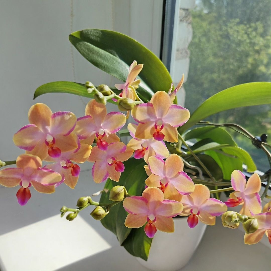 Orchids are diverse, flowering plants celebrated for their intricate and colorful blooms, thriving in bright, indirect light, and requiring well-draining, airy potting media for optimal growth.