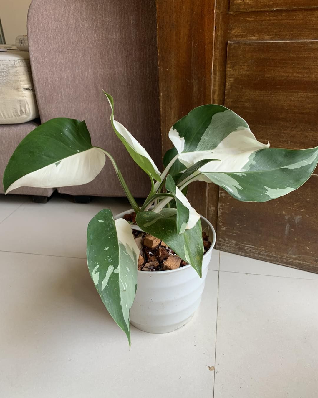 a potted plant in a room Philodendron