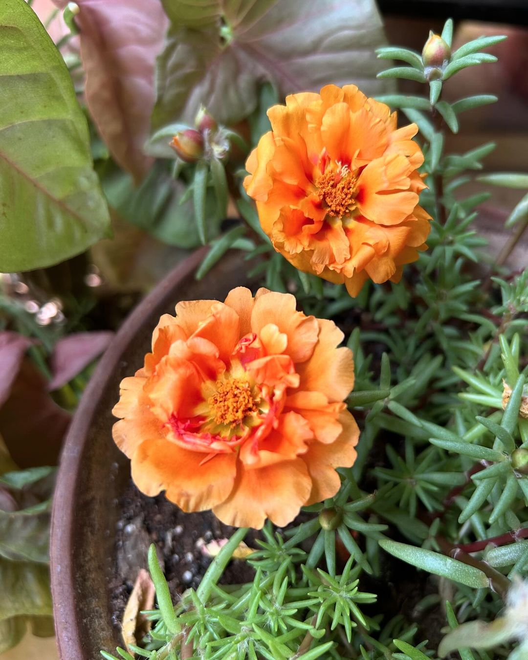 Portulaca