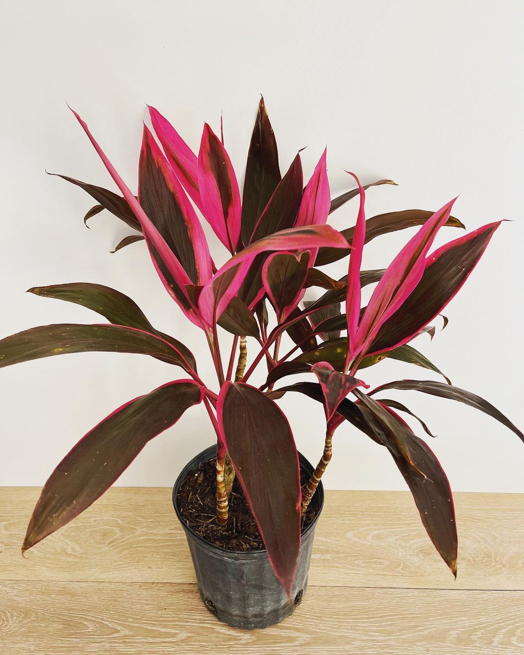 A Red Sister Plant with vibrant pink and green leaves displayed in a decorative pot.