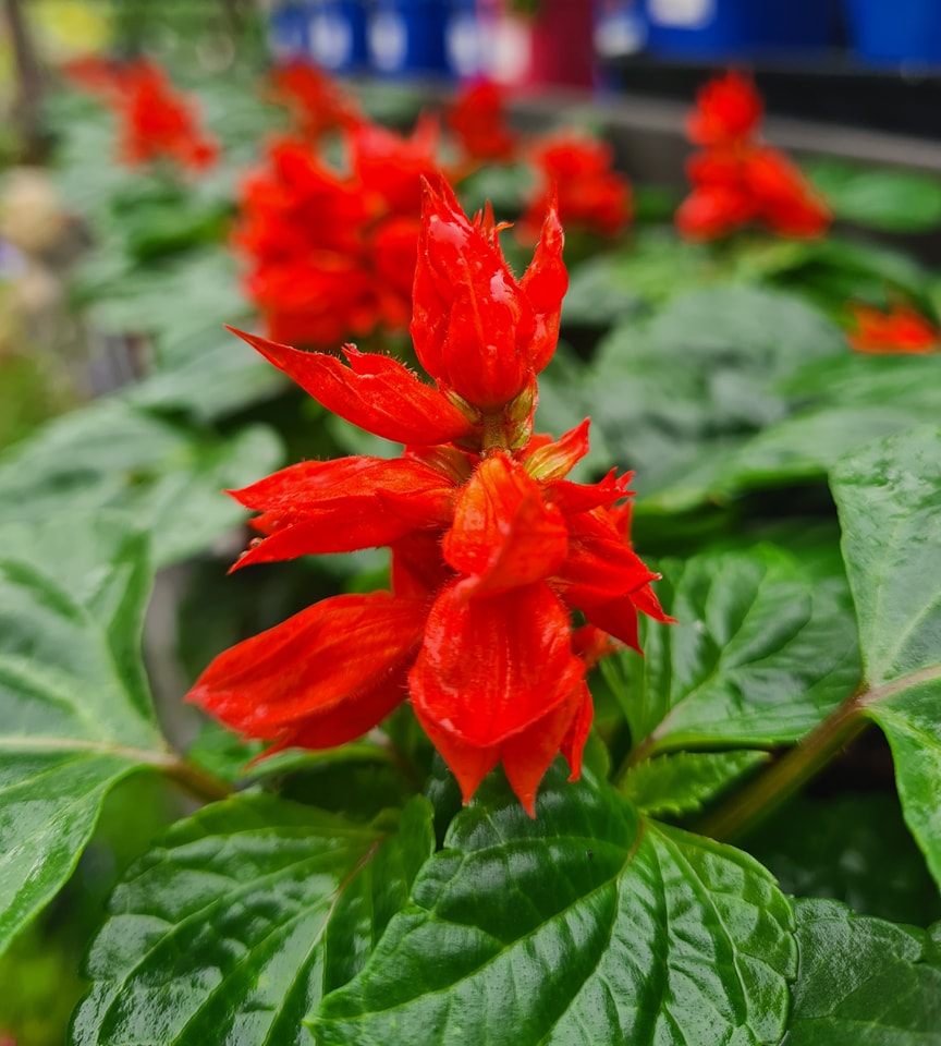 A vibrant red Salvia flower blooms amidst lush green foliage, showcasing nature
