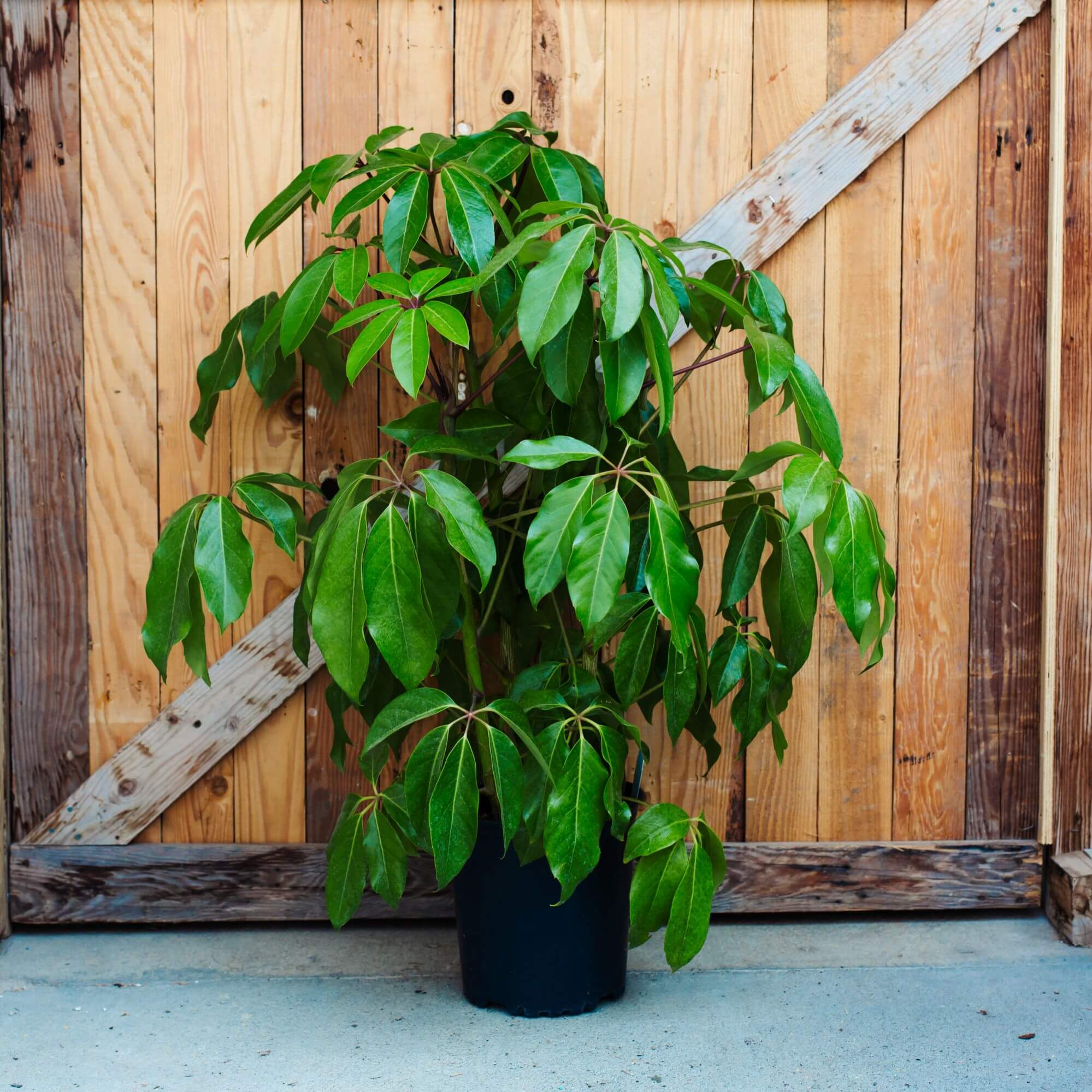 Schefflera Amate is a tropical plant known for its glossy, broad leaves and rapid growth. It thrives in bright, indirect light and well-draining soil, making it a popular choice for indoor greenery.