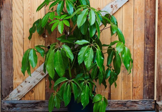 Schefflera Amate: The Ultimate Guide to Bold Indoor Greenery
