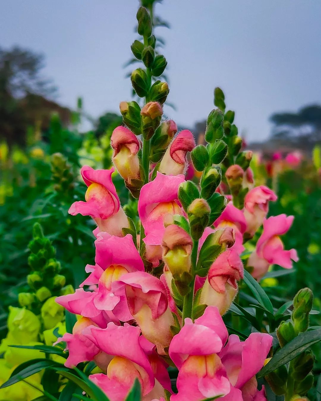 Snapdragon