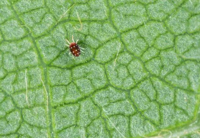 Sticky Bug Traps for houseplants : Your Natural Defense Against Plant Pests