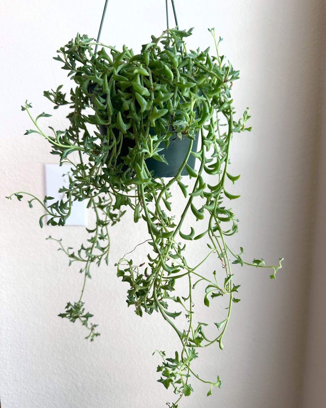 A vibrant String of Dolphins plant with lush green leaves gracefully hanging in a decorative pot.