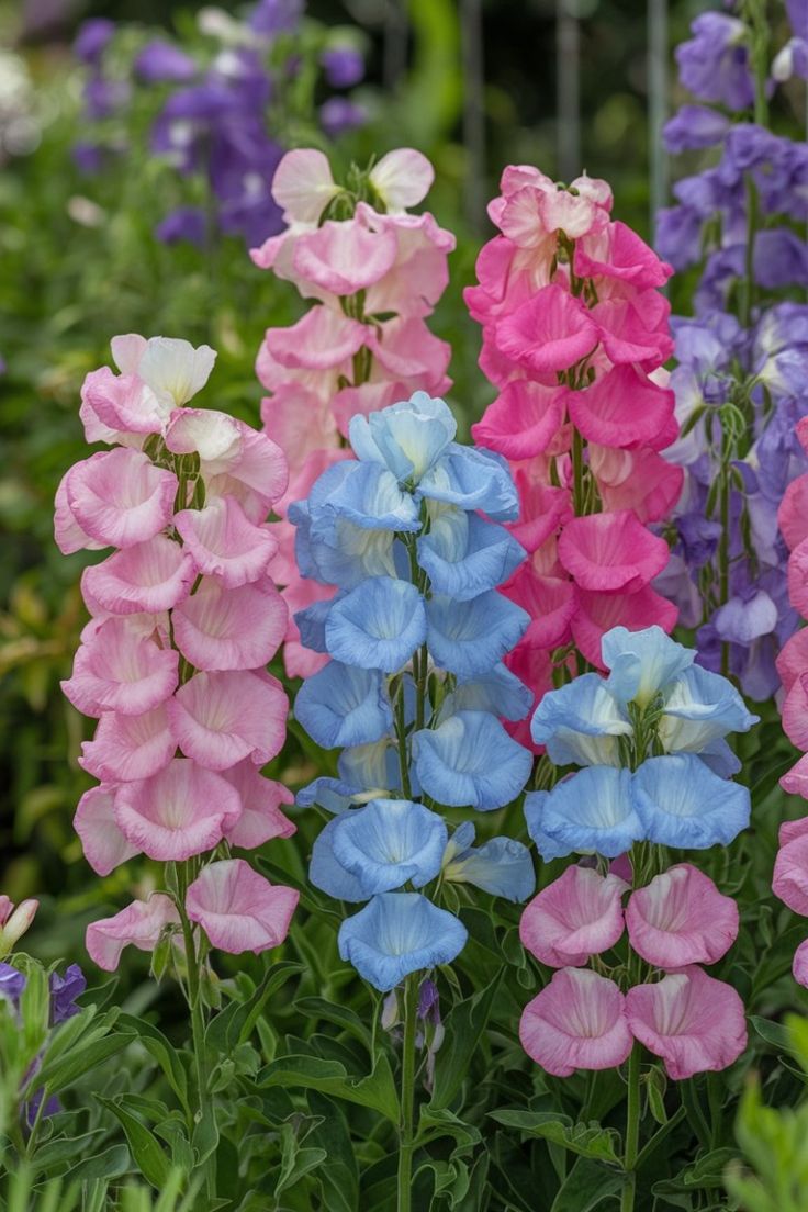 A charming display of sweet peas in a variety of colors including soft pink, lavender, and creamy white. The delicate, ruffled petals create a romantic and fragrant scene, climbing gracefully on a trellis adorned with lush green foliage. The background features a soft-focus garden setting, enhancing the dreamy atmosphere. 