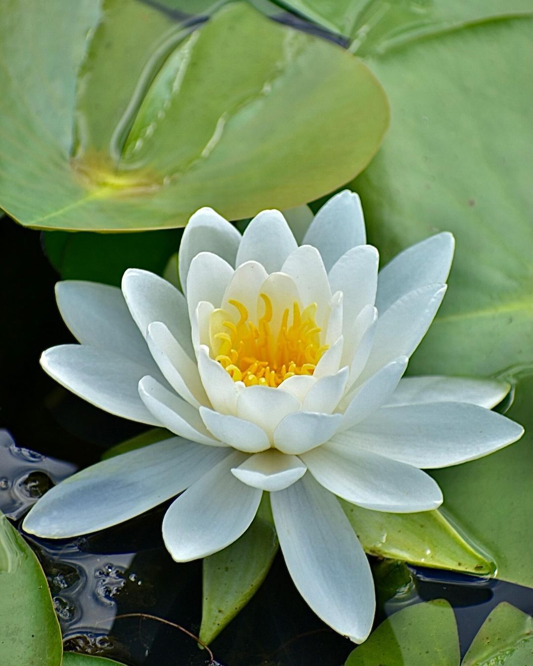 Water lilies are beautiful aquatic plants known for their large, floating leaves and stunning blooms that rise above the water