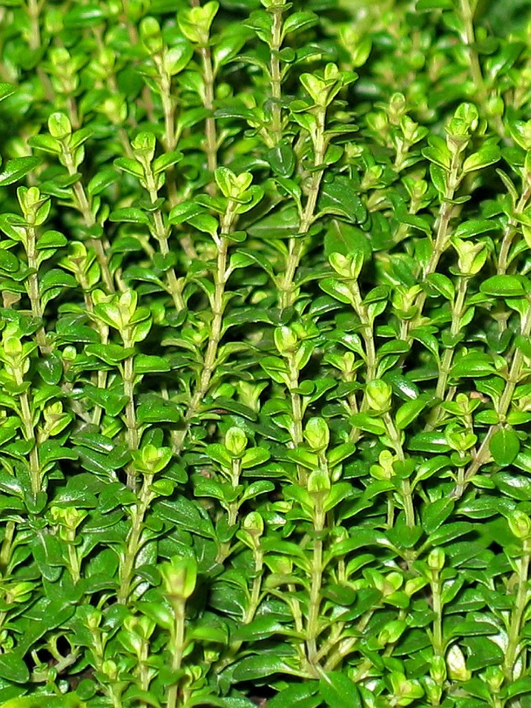 Thyme