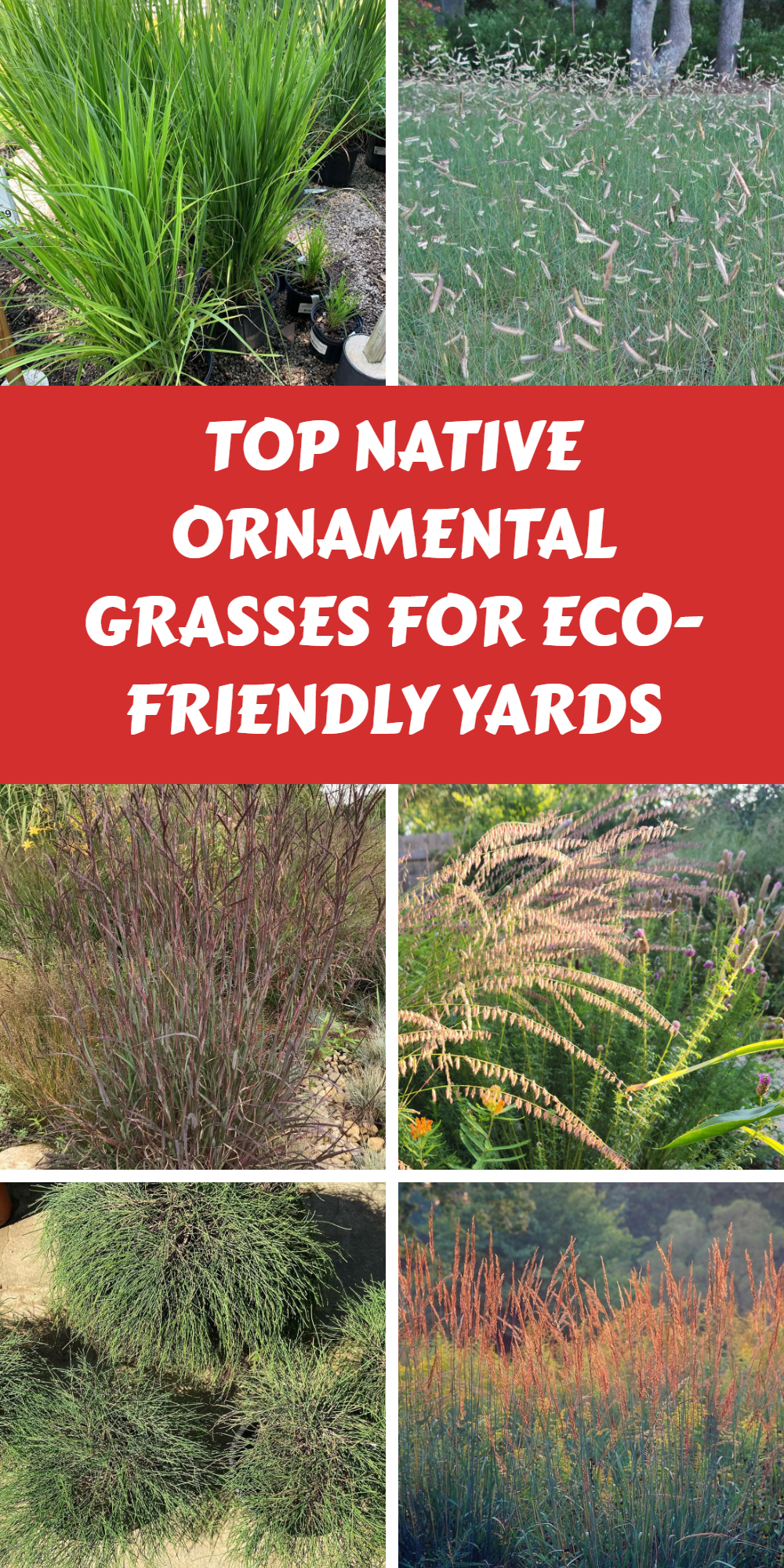 Native Ornamental Grasses: Top Picks for Eco-Friendly US Gardens
