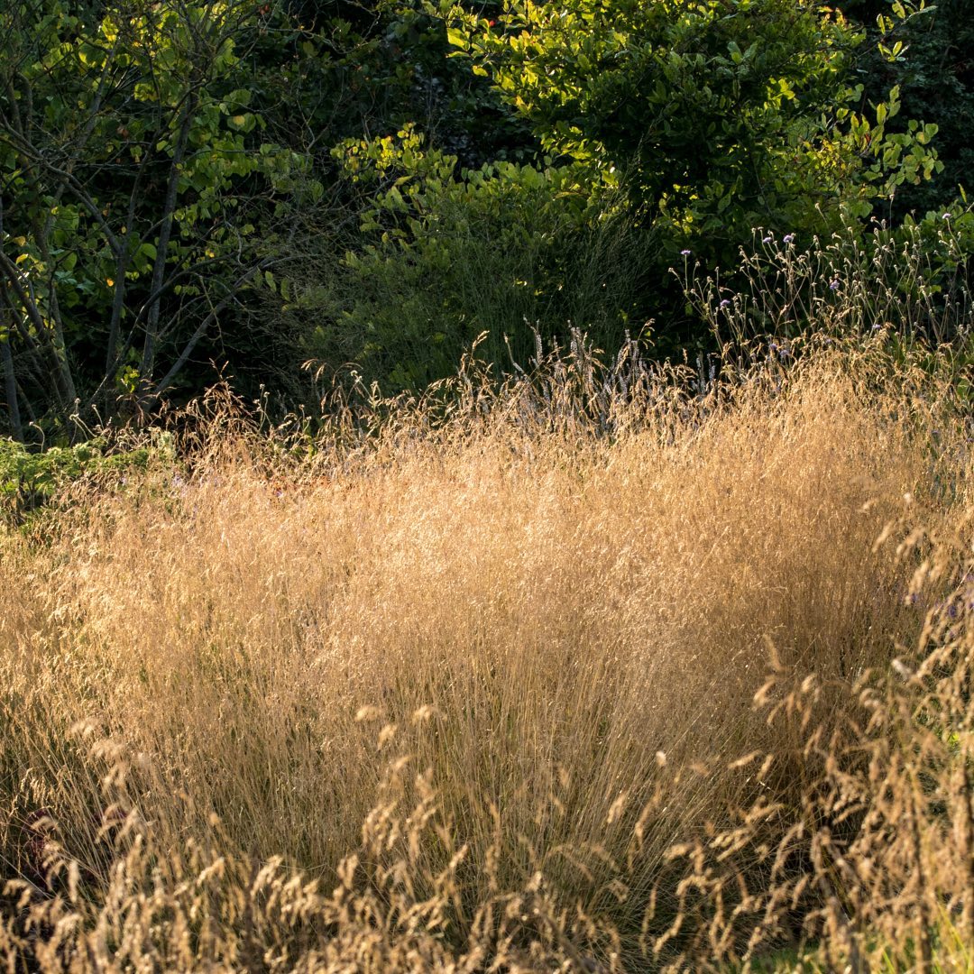 Tufted Hairgrass (Deschampsia cespitosa)