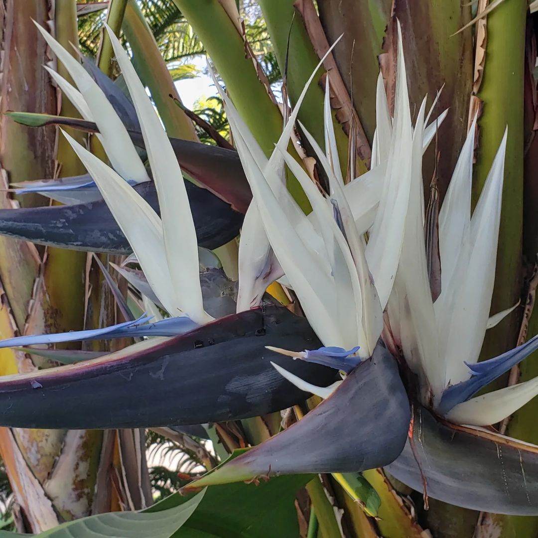 The White Bird of Paradise (Strelitzia nicolai) is a large tropical plant with broad, banana-like leaves and striking white and blue flowers,