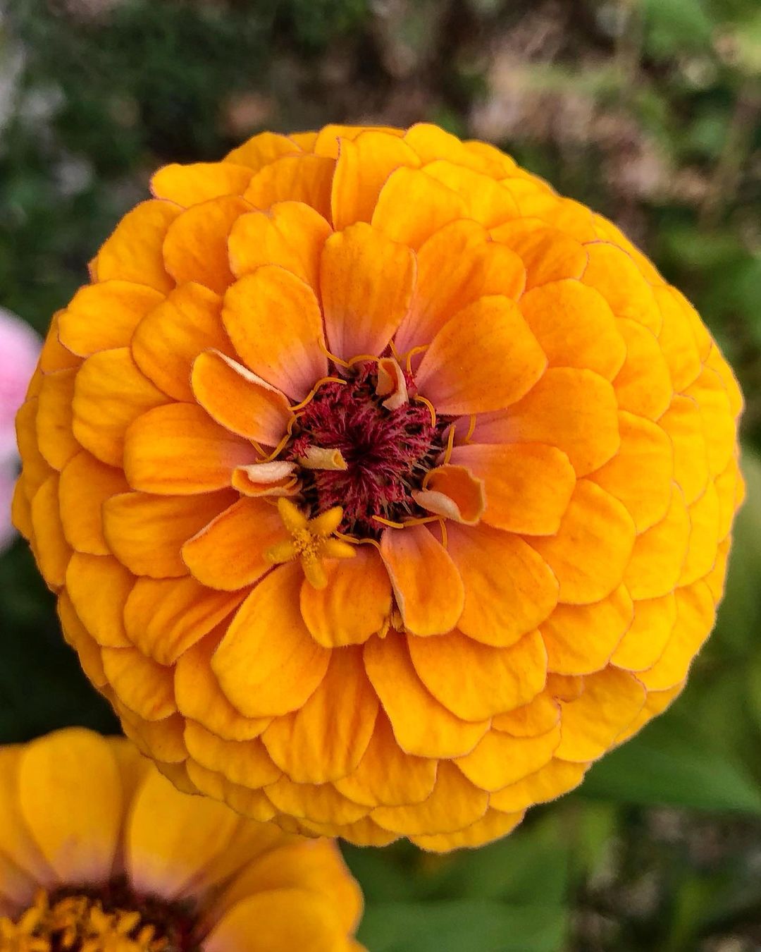 Zinnia