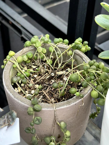 Common issues with String of Pearls include root rot from overwatering, leggy growth from insufficient light, and shriveled pearls from underwatering.