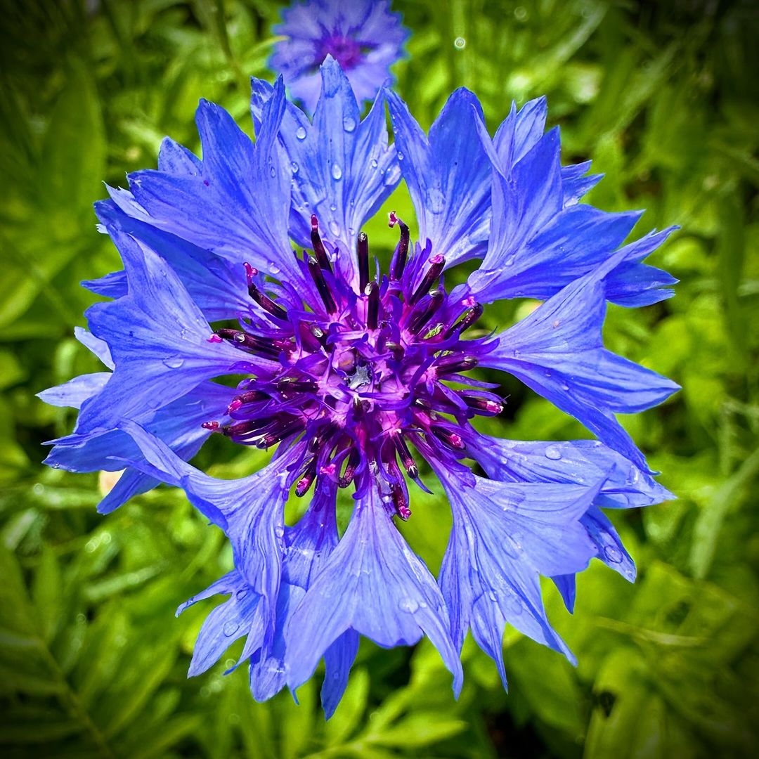 Cornflower (Centaurea cyanus) is a bright, blue flowering plant known for its vibrant blooms, symbolizing hope, delicacy, and affection, thriving in full sun and well-draining soil.