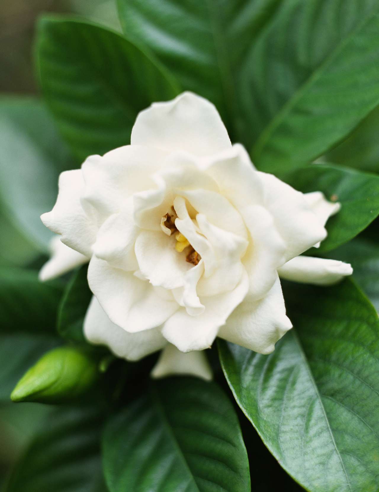Fragrant blossoms, such as those from jasmine or lilac, are known for their sweet, captivating scents, often attracting pollinators and enhancing gardens or indoor spaces.