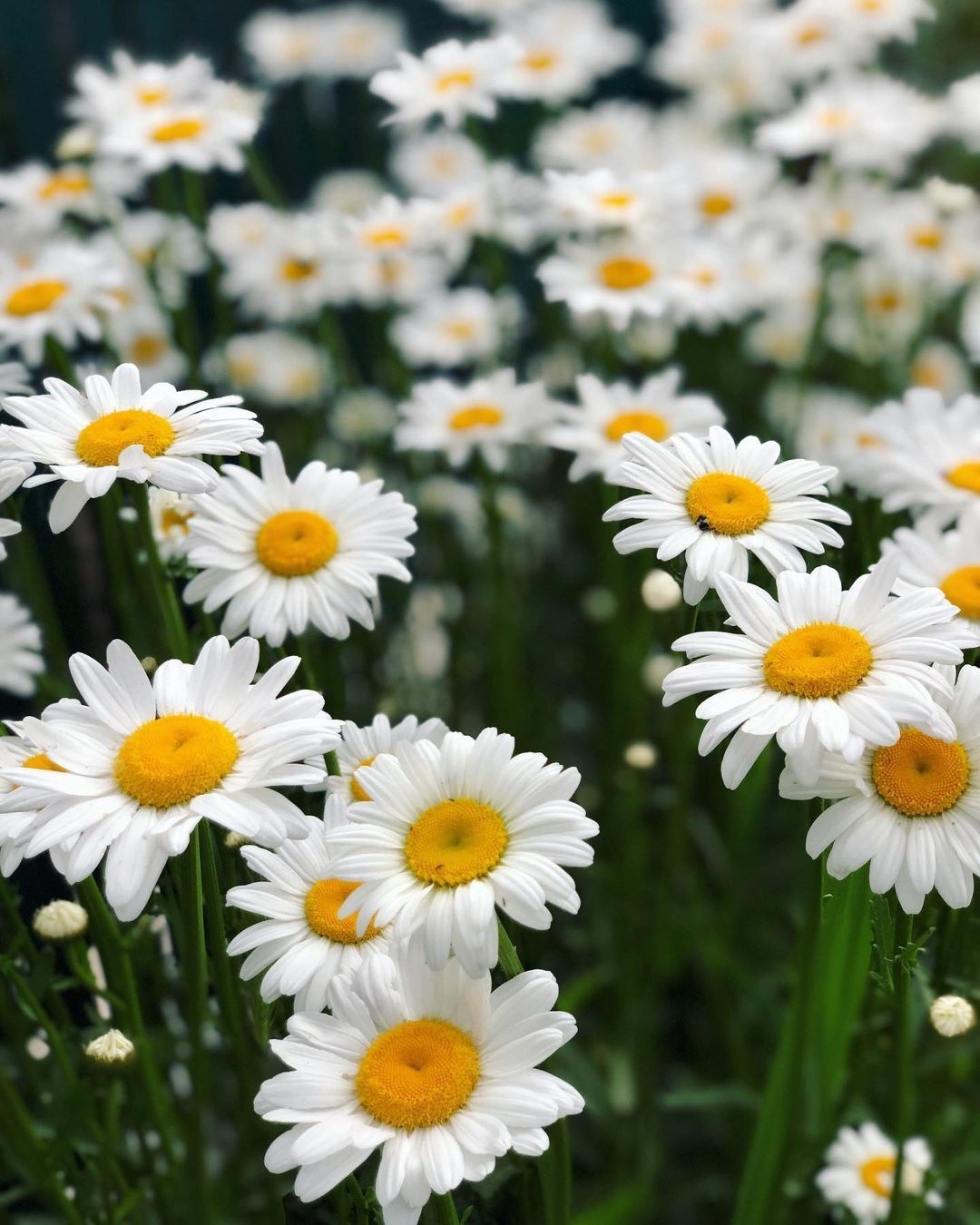 Chamomile - Russian Flowers